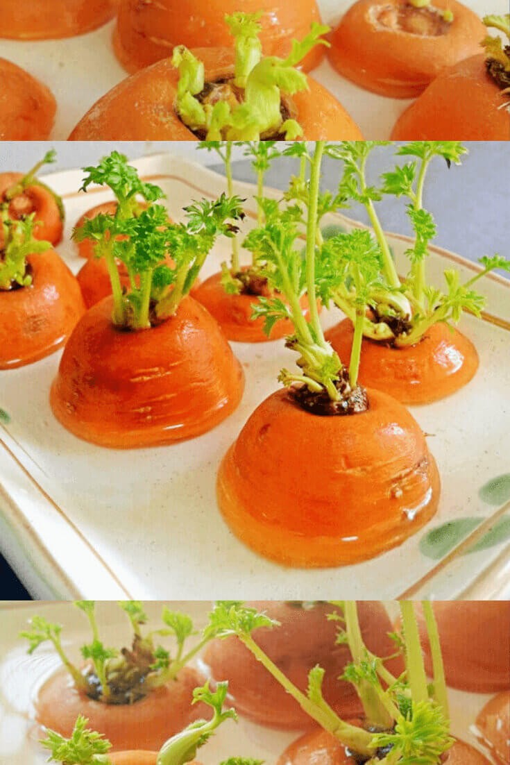 How to regrow carrot greens: