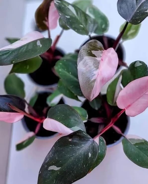 Philodendron Pink Princess.