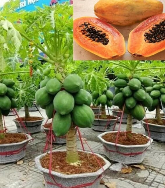 Dwarf Papaya (Carica papaya ‘Dwarf’)