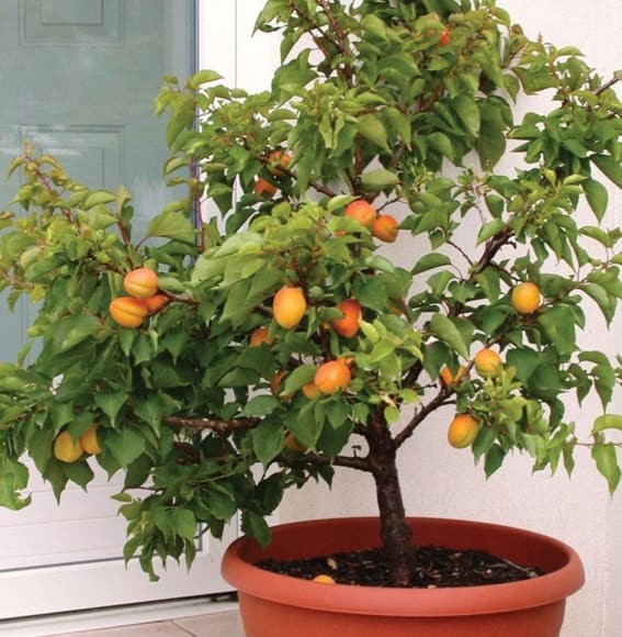 Dwarf Apricot (Prunus armeniaca ‘Goldcot ‘)