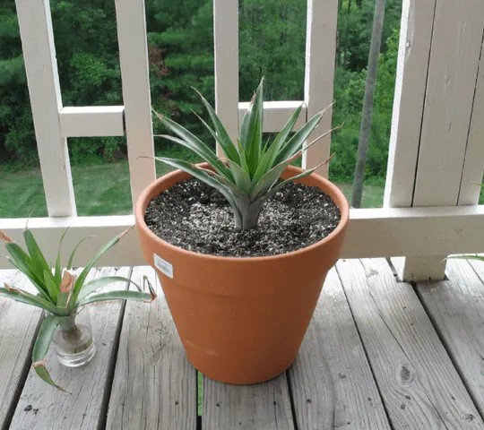 How to regrow pineapple from scraps: