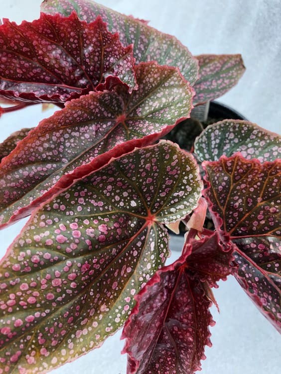 Angelwing Begonia ‘Pink Mink’ plant.