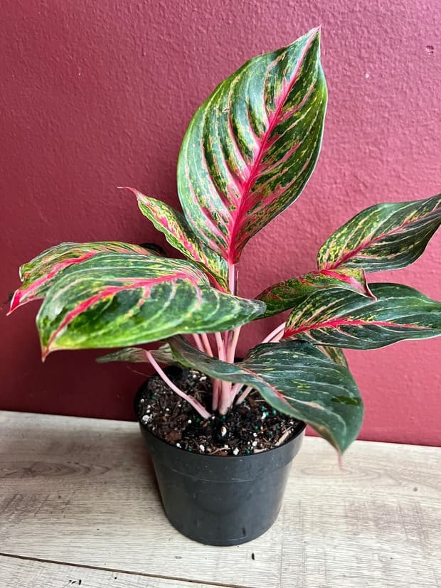 Red Aglaonema.