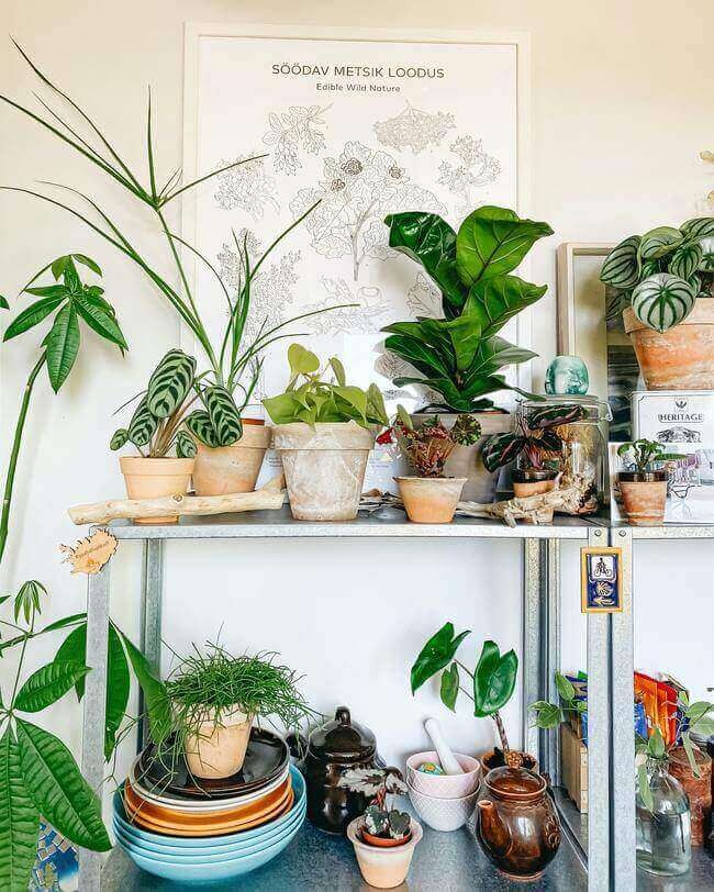 8 Lucky Houseplants That Bring Abundance Energy Into Your Space