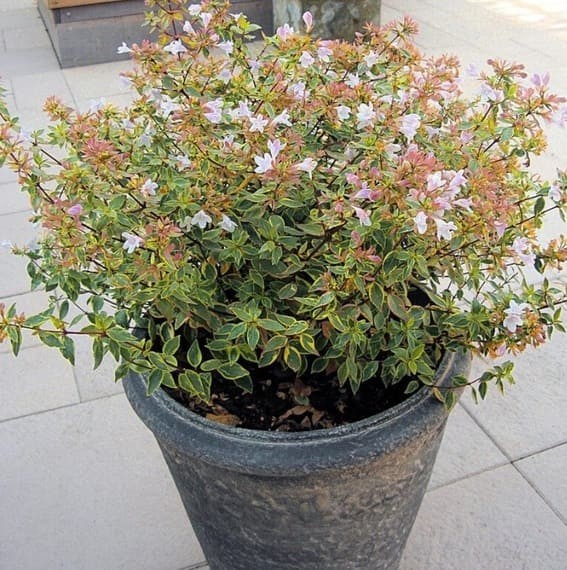 Abelia Perennial Plant Growing Guide: How To Grow And Care For Abelia