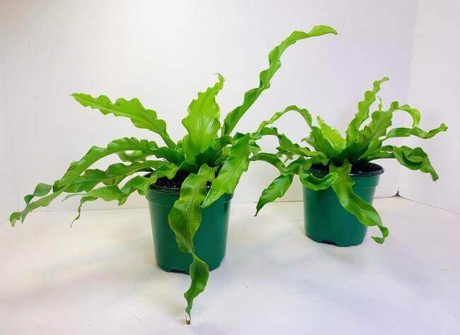 Crispy Wave Bird’s Nest Fern Plant.