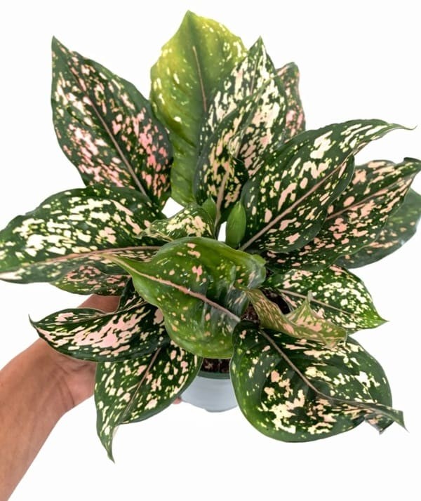 Aglaonema.