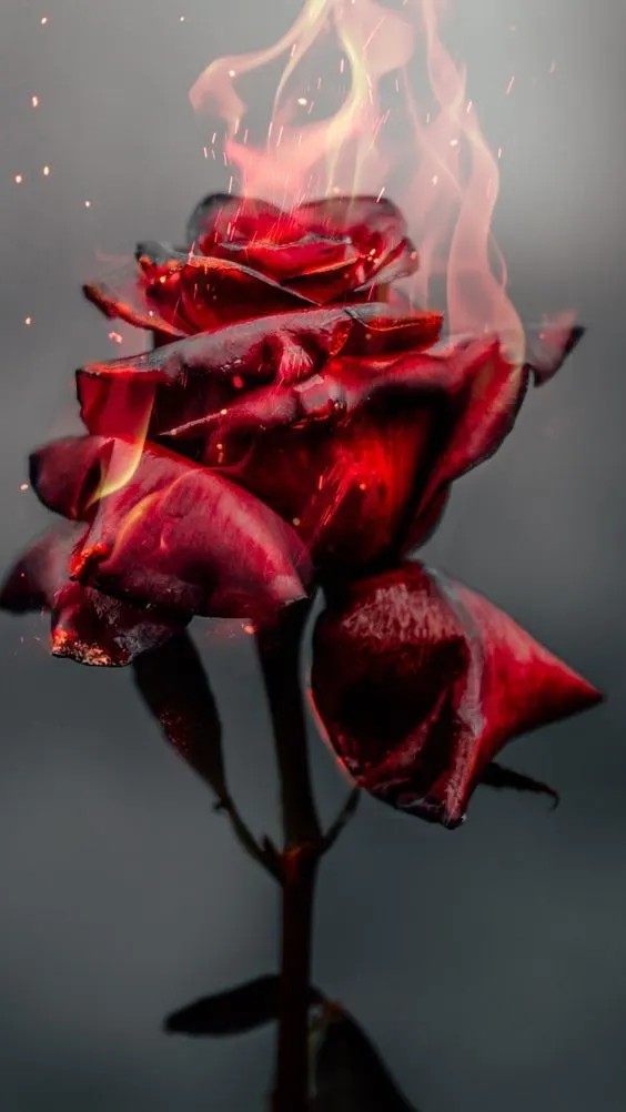 Rose on fire