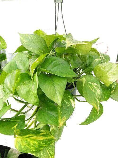 Best Indoor Hanging Plant #6. Devil’s Ivy/Pothos.