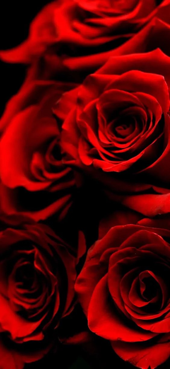 classic red roses