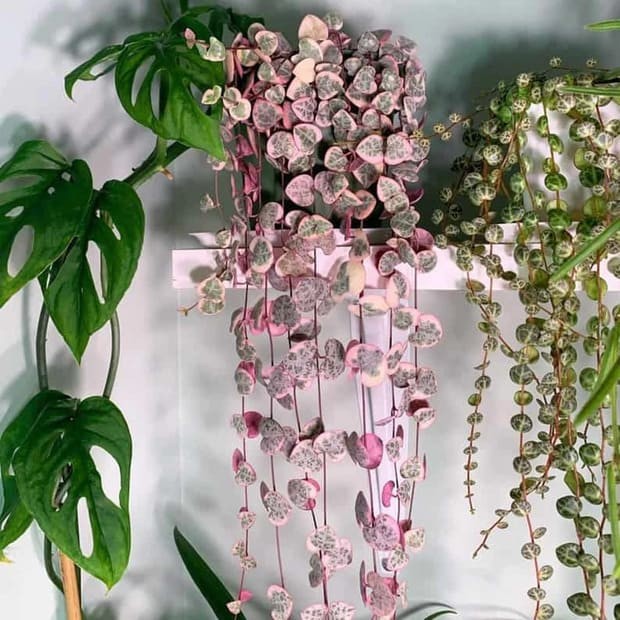 Rare Pink Variegated String of Hearts Plant.