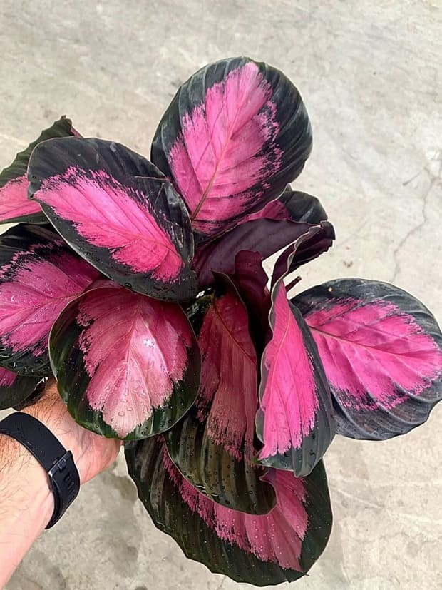 Calathea Rosy.