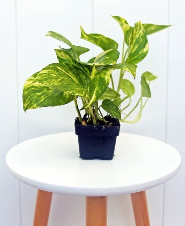 Golden Pothos.