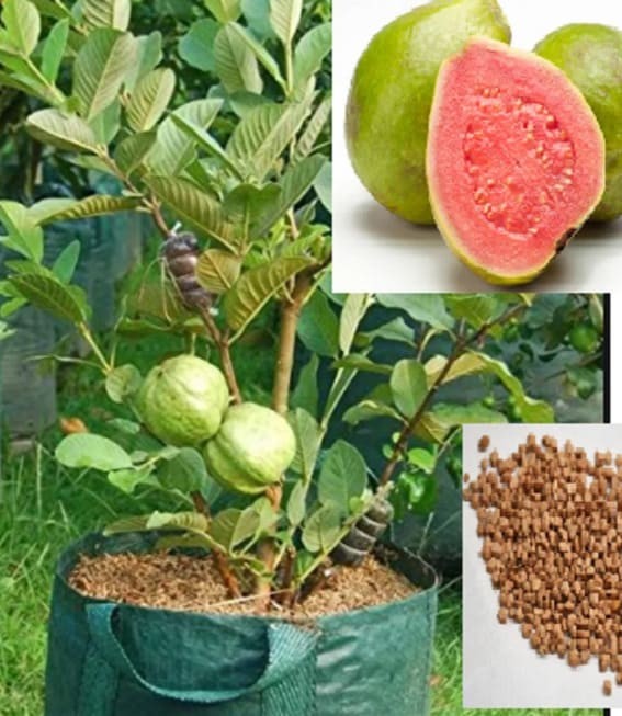 Guava (Psidium guajava)