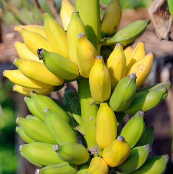 Dwarf Cavendish Banana (Musa acuminata ‘Dwarf Cavendish’)