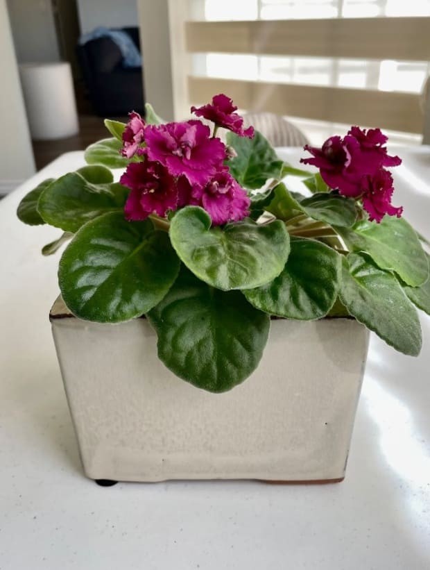 The African Violet.