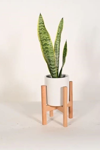 Snake Plant.