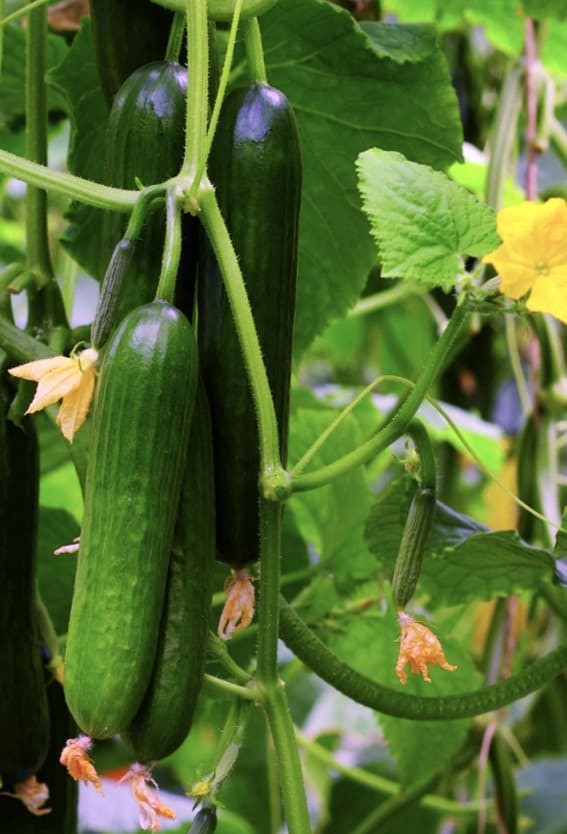 Cucumber Vines