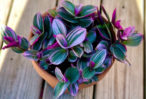 Rare Tradescantia.