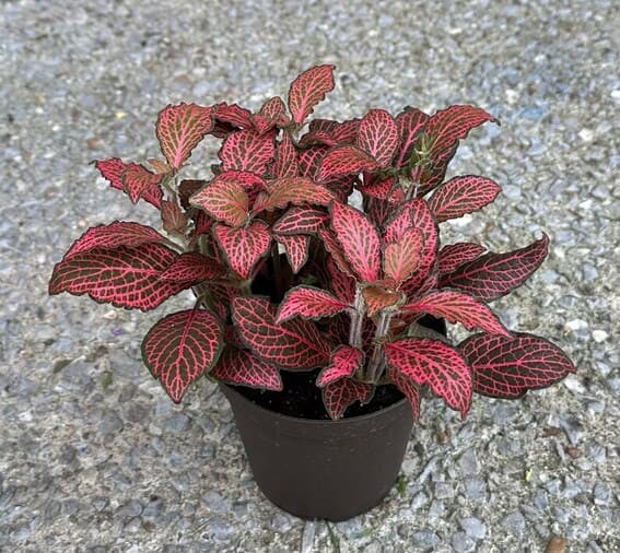 Nerve Plant (Fittonia).