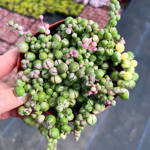 String of Pearls (Senecio rowleyanus).