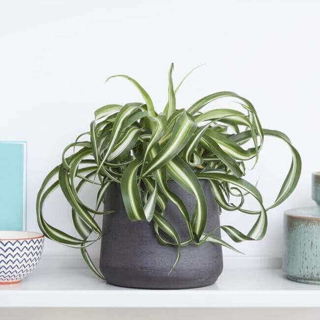 Spider Plant:  Best plant to remove airborne toxins.