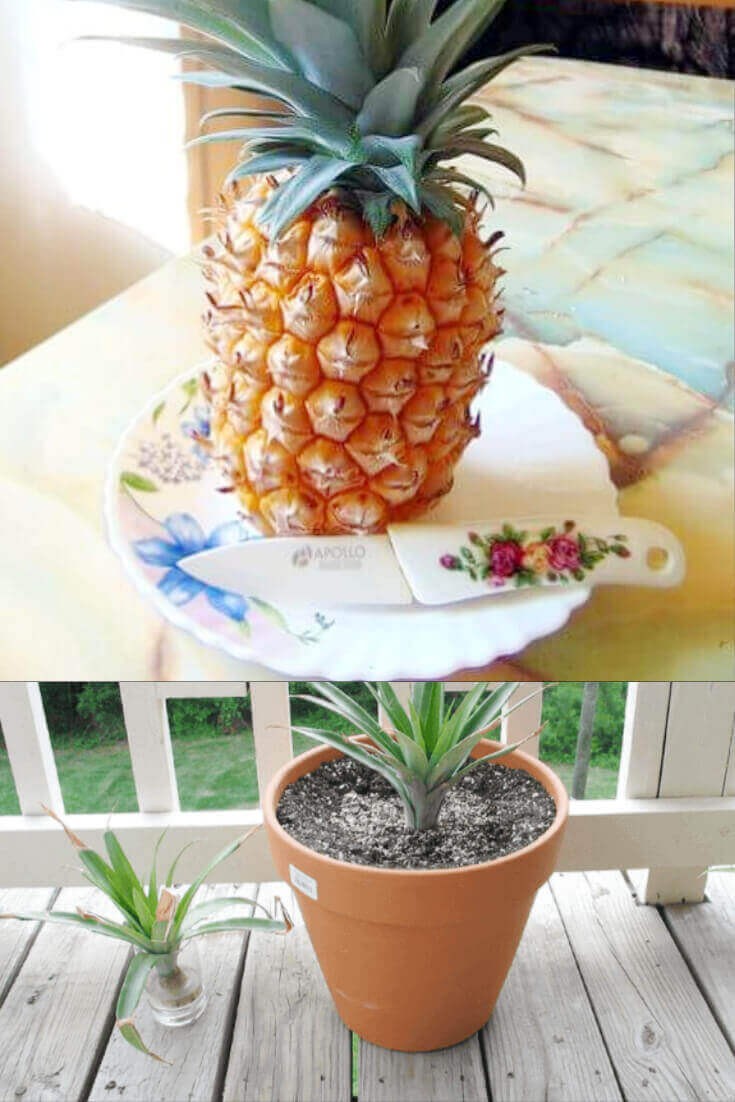 Grow a Pineapple plant and have it bear fruit from Scraps.