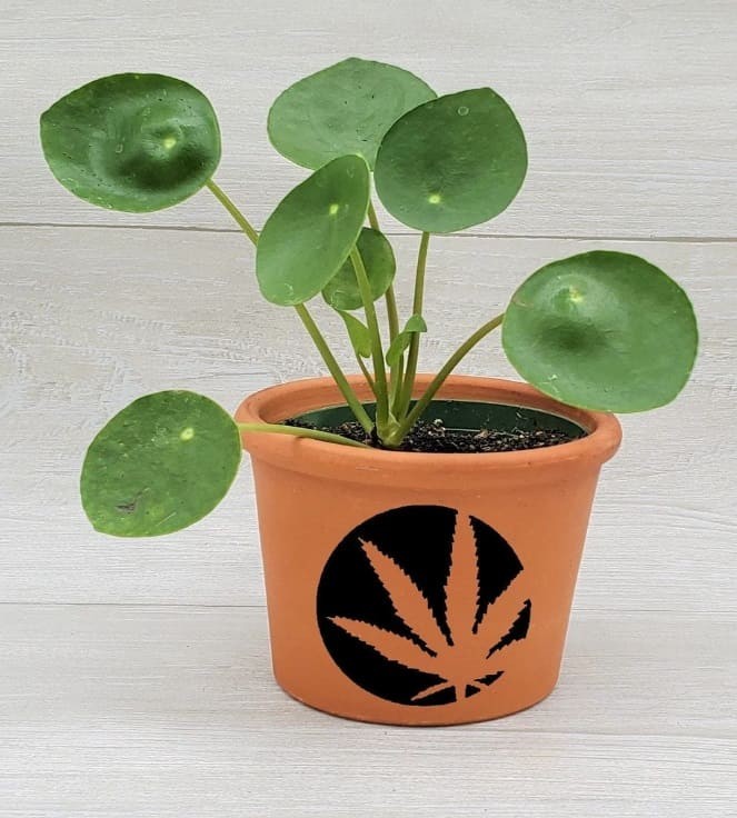 Chinese Money Plant.