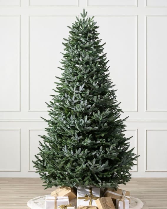 Stately 6-foot European Silver Fir Majesty