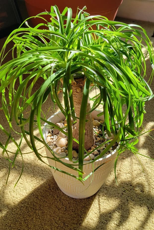 Ponytail Palm.