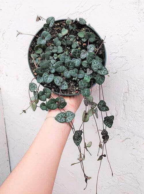 Best Indoor Hanging Plant #5. String of Hearts.