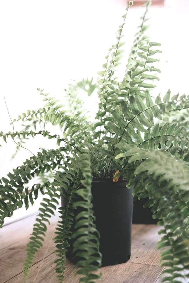 Boston Fern: Best plant for restoring moisture.