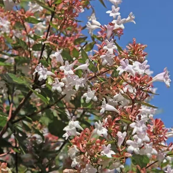 Rose Creek Abelia