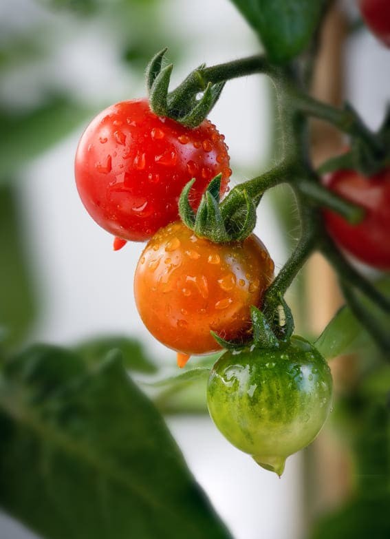 Here are a few additional points worth noting about tomato plant care: