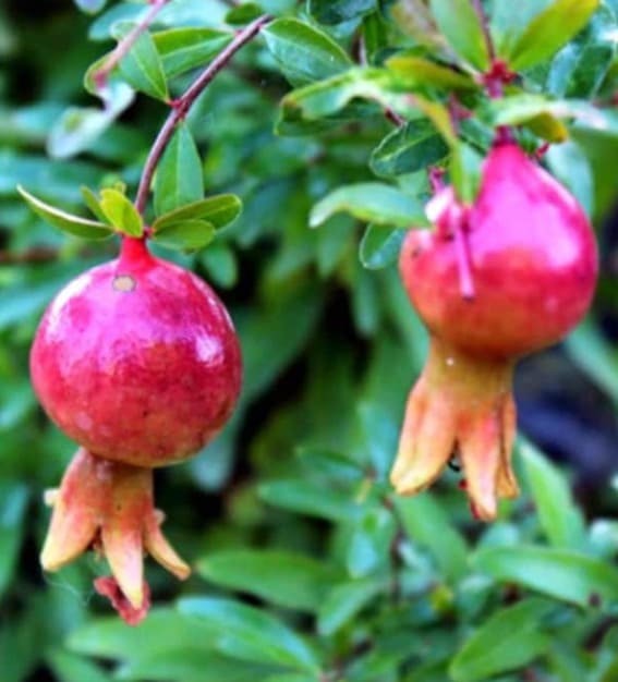 Dwarf Pomegranate (Punica granatum ‘Nana’)