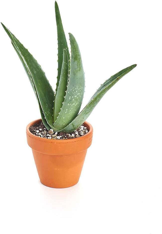 Aloe Plant.