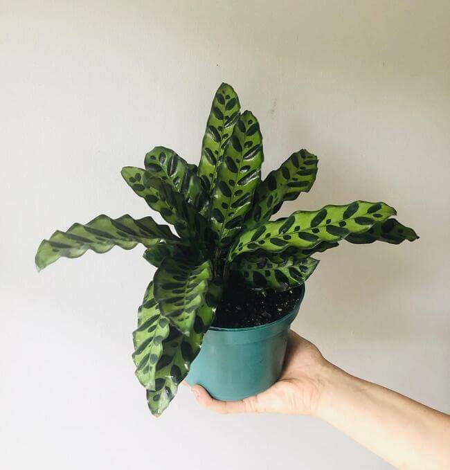 Rattlesnake Plant.