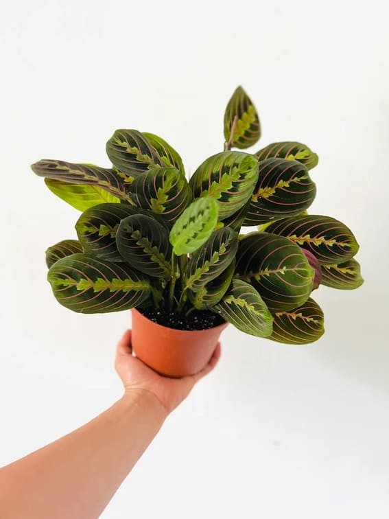 Prayer Plant (Maranta leuconeura).