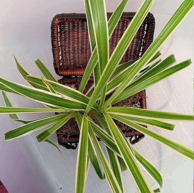 Spider Plant.