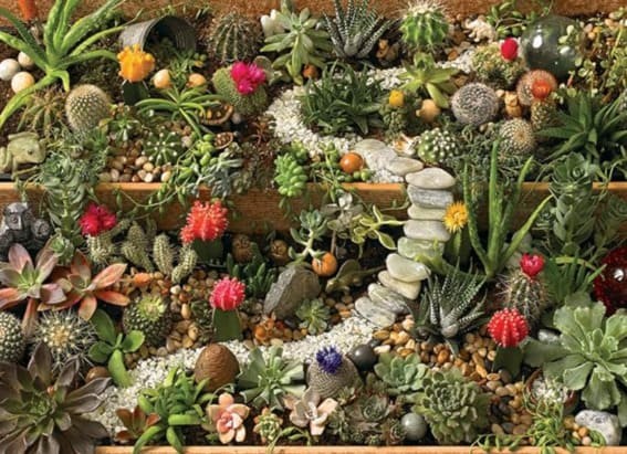 Desert Delight: The Ultimate Succulent Puzzle