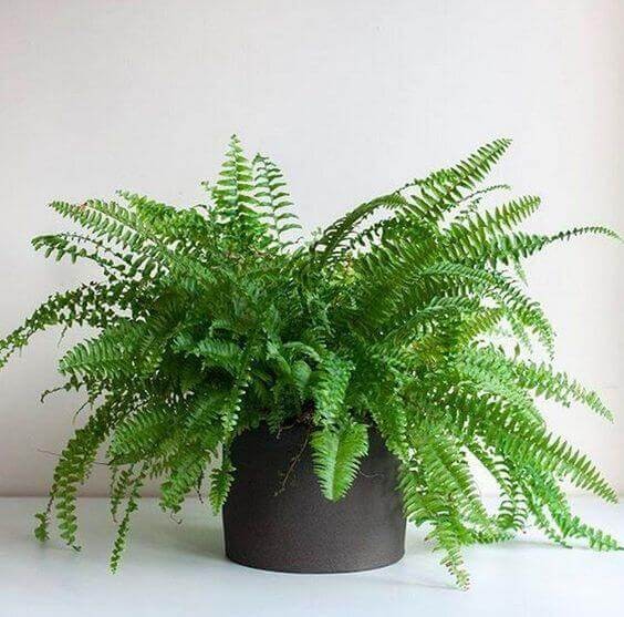 Boston Fern.