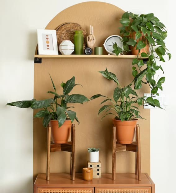 Elevate Your Greens: Acacia Hardwood Indoor Plant Stand