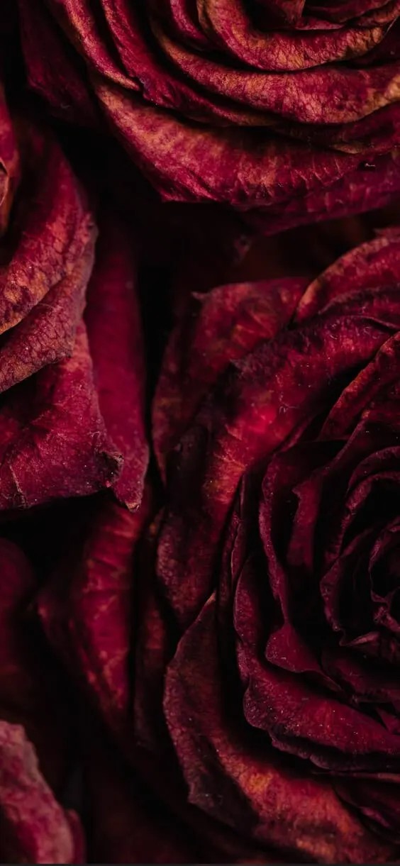 dark and rich roses