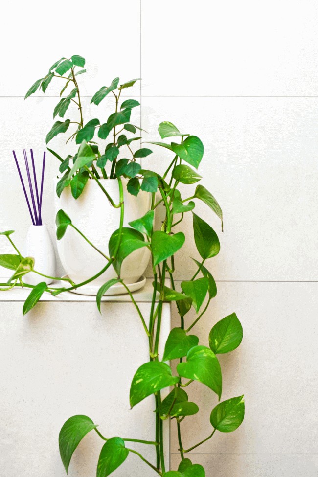 Houseplants for the Bathroom: 14 Varieties That’ll Love the Humidity.