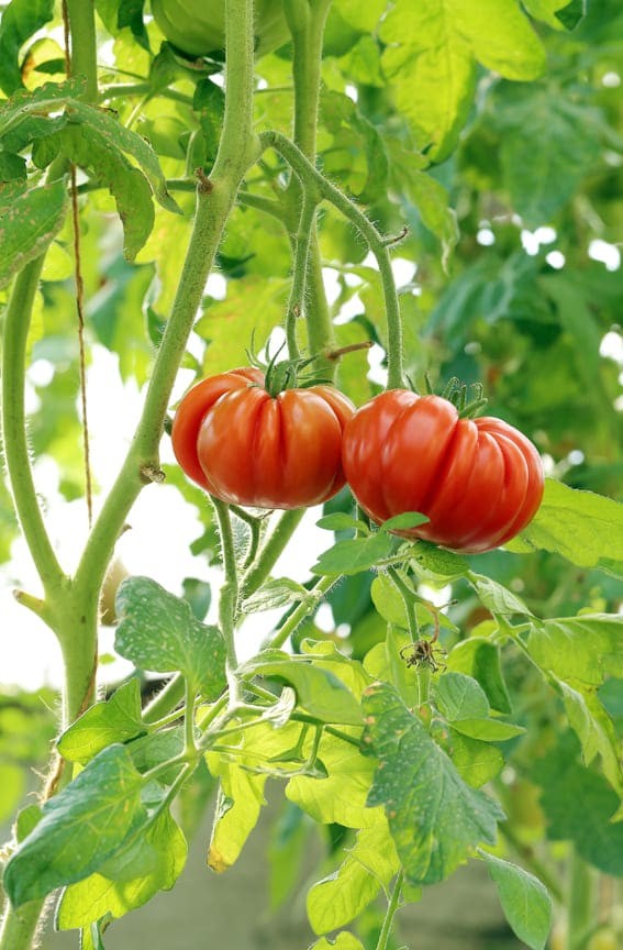 Here are a few additional points worth noting about tomato plant care: