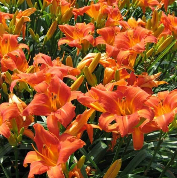 Daylily (Hemerocallis)