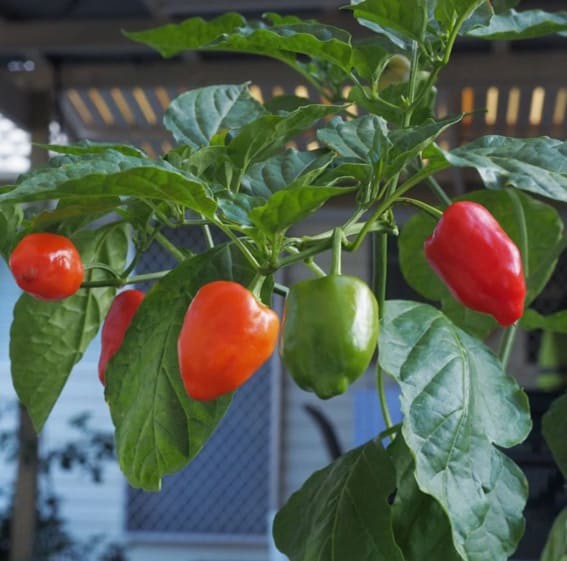 Bell Peppers