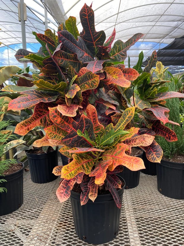 Croton Petra Plant.