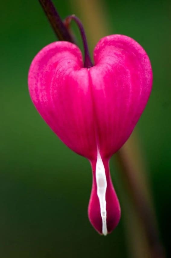 Bleeding Heart (Lamprocapnos spectabilis)