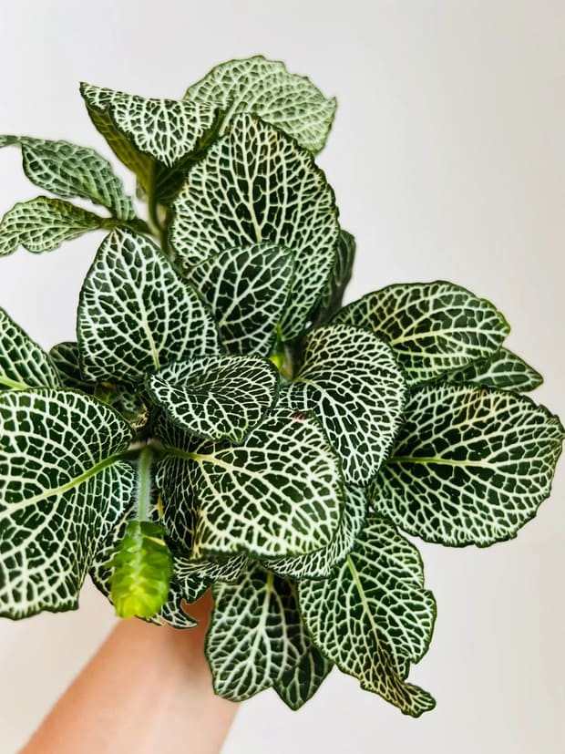 Fittonia Snow White.